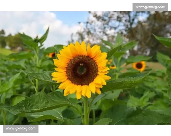 东京与向日葵的对照诗篇：在城市霓虹与金色花海之间的视觉与情感漫游